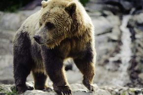 zoo-sauvage-saint-felicien-saguenay-lac-saint-jean-animaux-observation-ours-brun-quebec-le-mag