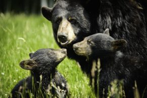 zoo-sauvage-saint-felicien-saguenay-lac-saint-jean-animaux-observation-ours-noir-quebec-le-mag