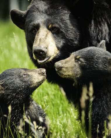 zoo-sauvage-saint-felicien-saguenay-lac-saint-jean-animaux-observation-ours-noir-quebec-le-mag