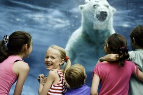 zoo-sauvage-saint-felicien-saguenay-lac-saint-jean-animaux-observation-ours-blanc-quebec-le-mag