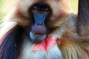 zoo-sauvage-saint-felicien-saguenay-lac-saint-jean-animaux-observation-gelada-quebec-le-mag