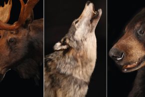 bilodeau-canada-taxidermie-fourrure-quebec-le-mag