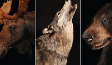 bilodeau-canada-taxidermie-fourrure-quebec-le-mag