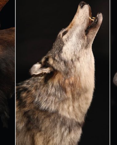 bilodeau-canada-taxidermie-fourrure-quebec-le-mag