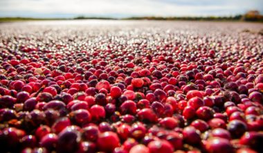 Canneberge du Québec - Centre d'interprétation de la canneberge