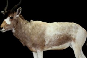 bilodeau-canada-taxidermie-addax-quebec-le-mag