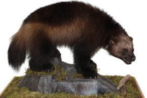 bilodeau-canada-taxidermie-carcajou-quebec-le-mag