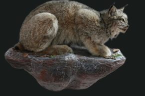 bilodeau-canada-taxidermie-lynx-quebec-le-mag