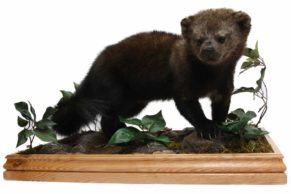 bilodeau-canada-taxidermie-pekan-quebec-le-mag