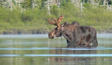 auberge-refuge-du-trappeur-mauricie-orignal-quebec-le-mag