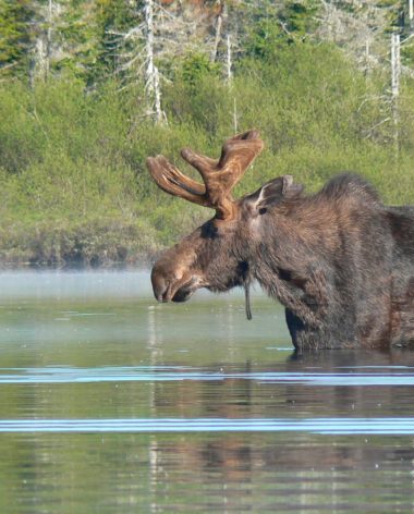 auberge-refuge-du-trappeur-mauricie-orignal-quebec-le-mag
