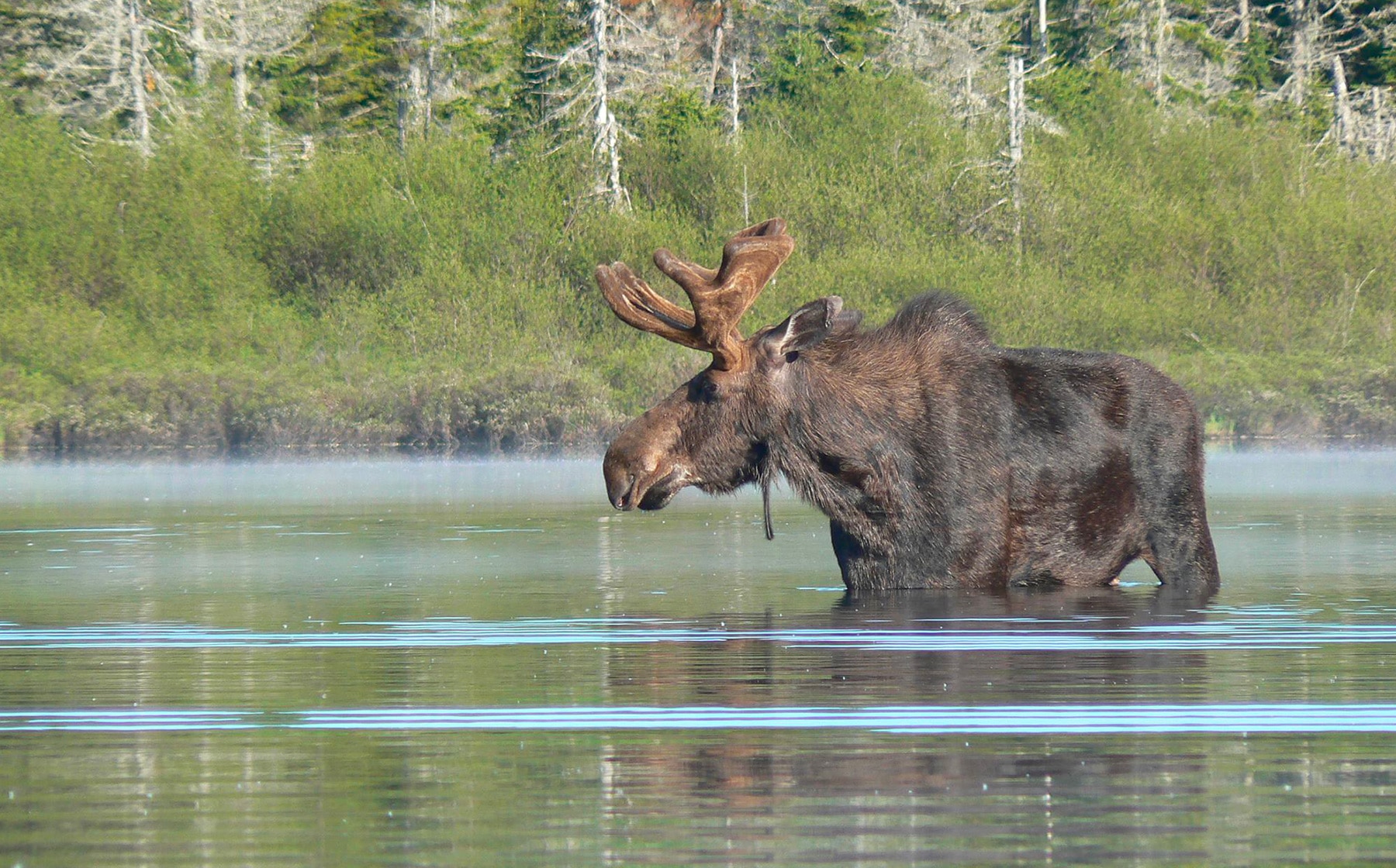 auberge-refuge-du-trappeur-mauricie-orignal-quebec-le-mag
