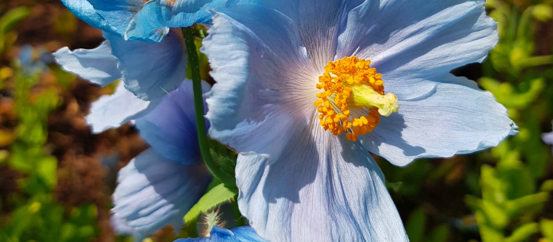 les-jardins-de-metis-road-trip-david-quebec-le-mag