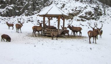 parc-omega-en-hiver-cerrfs-quebec-le-mag