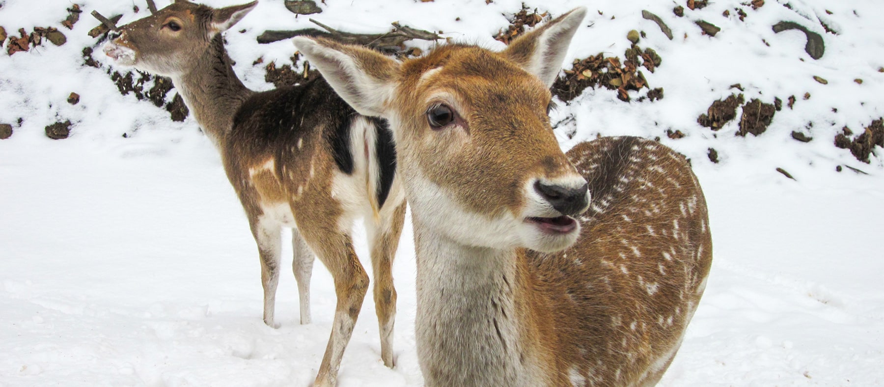 parc-omega-en-hiver-biche-quebec-le-mag