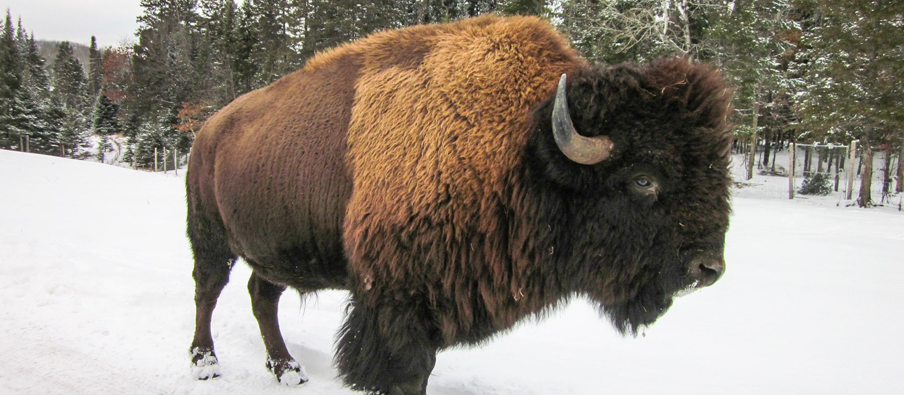 parc-omega-en-hiver-bison-quebec-le-mag