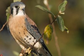 oiseau-parc-national-iles-de-boucherville-longueuil-quebec-le-mag