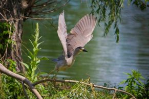 oiseau-parc-national-iles-de-boucherville-longueuil-quebec-le-mag