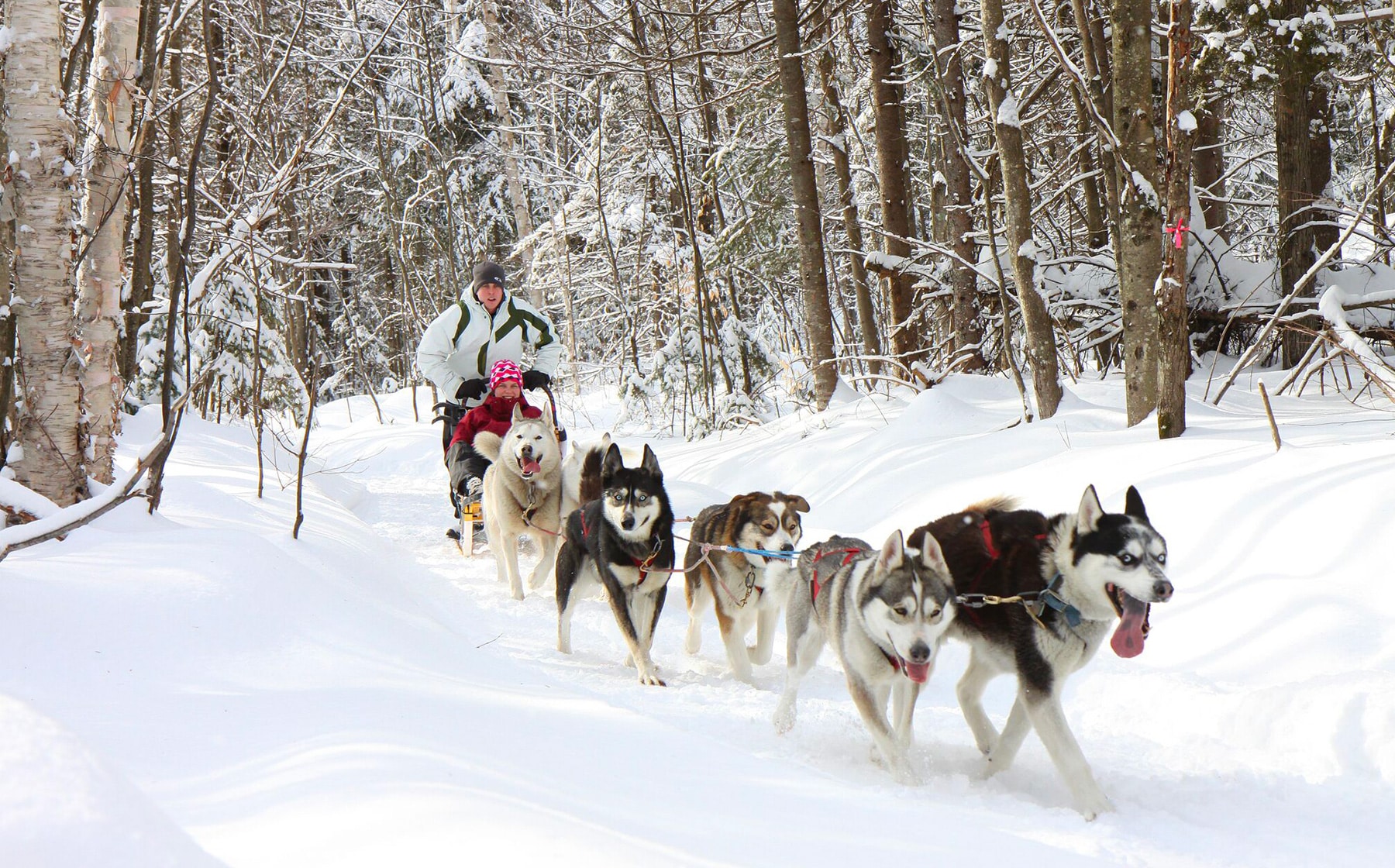 traineau-a-chien-hiver-quebec-le-mag