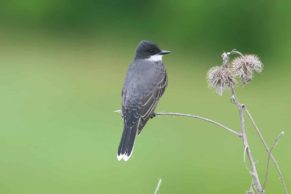 oiseau-parc-national-iles-de-boucherville-longueuil-quebec-le-mag