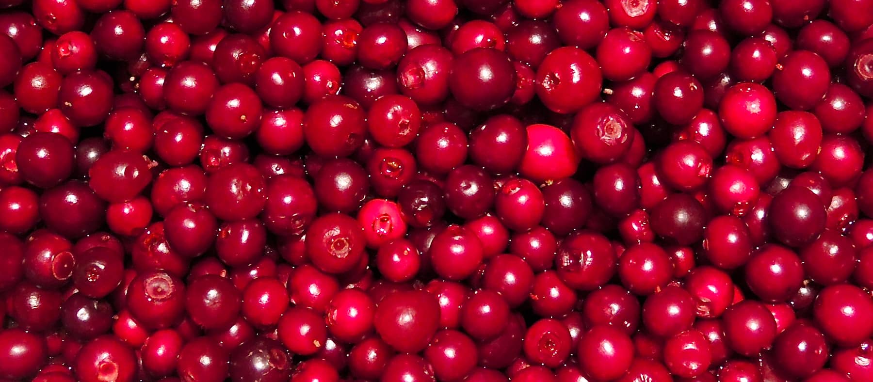 petits-fruits-nunanik-airelles-quebec-le-mag