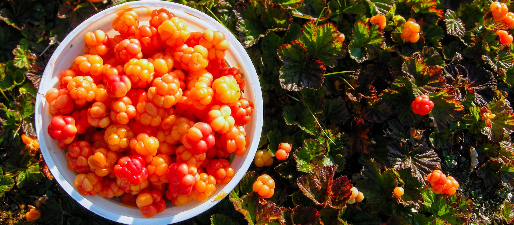 petits-fruits-nunanik-aqpiit-quebec-le-mag