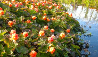 petits-fruits-nunanik-aqpiit-quebec-le-mag