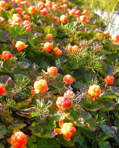 petits-fruits-nunanik-aqpiit-quebec-le-mag