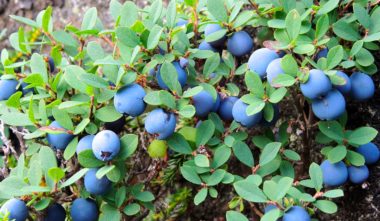 petits-fruits-nunanik-bleuets-quebec-le-mag