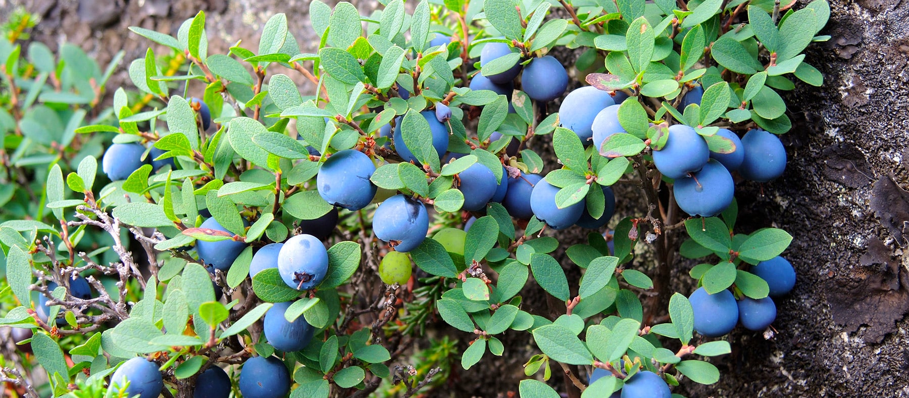 petits-fruits-nunanik-bleuets-quebec-le-mag