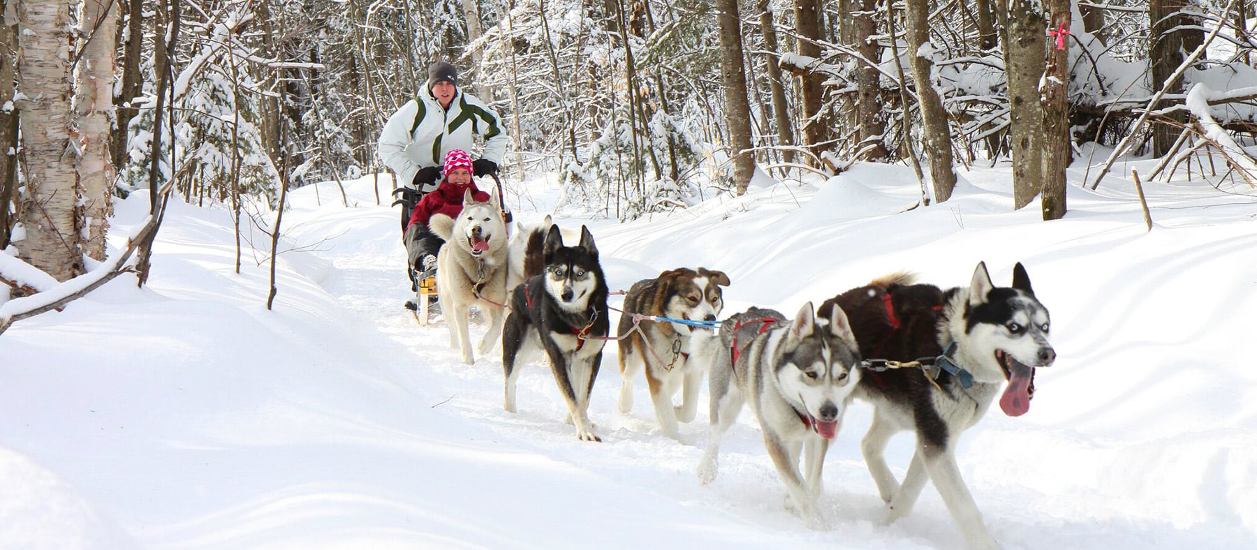 le-quebec-a-poumons-deployes-traineau-a-chien-quebec-le-mag