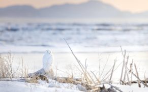 parc-national-du-bic-harfang-des-neiges-hiver-bas-saint-laurent-quebec-le-mag