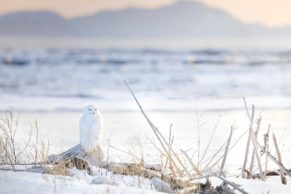 parc-national-du-bic-harfang-des-neiges-hiver-bas-saint-laurent-quebec-le-mag