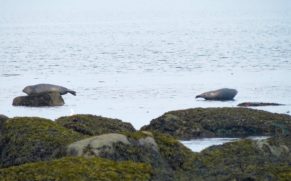 phoque-parc-national-du-bic-bas-saint-laurent-quebec-le-mag