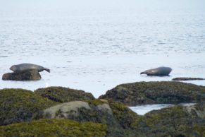 phoque-parc-national-du-bic-bas-saint-laurent-quebec-le-mag