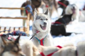 agence-de-voyage-parcours-canada-traineau-a-chien-quebec-le-mag