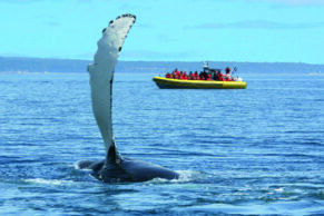 Croisières aux baleines à Tadoussac - Croisières AML