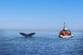 Croisières aux baleines à Tadoussac - Croisières AML - Photo Catherine Dube