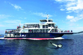 Croisières aux baleines à Tadoussac - Croisières AML