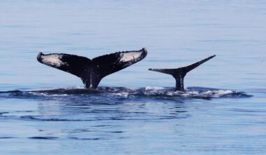 Croisières aux baleines à Tadoussac - Croisières AML