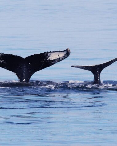 Croisières aux baleines à Tadoussac - Croisières AML