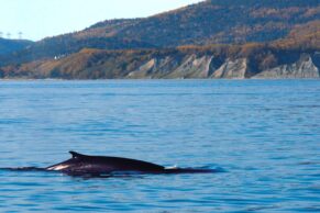 Croisières aux baleines à Tadoussac - Croisières AML