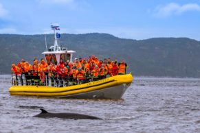 balade-baleine-croisiere-aml-cote-nord-quebec-le-mag