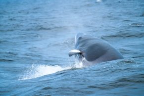 balade-baleines-croisiere-aml-cote-nord-quebec-le-mag