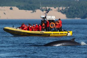 baleine-croisiere-aml-cote-nord-quebec-le-mag