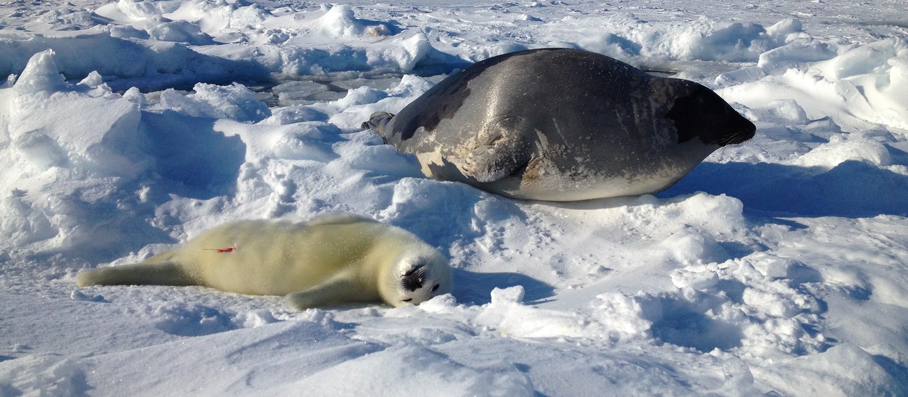blanchons-chateau-madelinot-quebec-le-mag