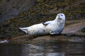 Croisières aux baleines à Tadoussac - Croisières AML