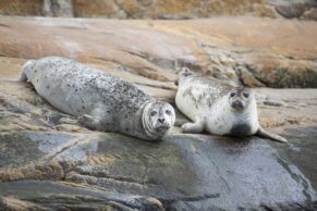 Croisières aux baleines à Tadoussac - Croisières AML