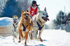 traineau-a-chien-association-des-pourvoiries-de-lanaudiere-quebec-le-mag