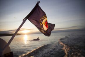 Croisières aux baleines à Tadoussac - Croisières AML